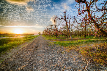 peach orchard
