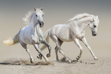 Obraz na płótnie Canvas Two white horse run 