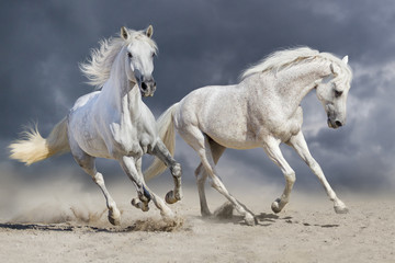 Fototapeta na wymiar Couple of horse run against cloudy blue sky