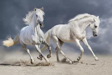 Zelfklevend Fotobehang Paar paard rennen tegen bewolkte blauwe hemel © callipso88