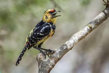 Crested Barbet in Kruger National park, South Africa