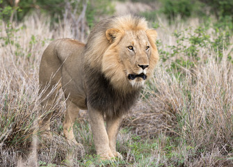 Fototapeta premium Male Lion Stare