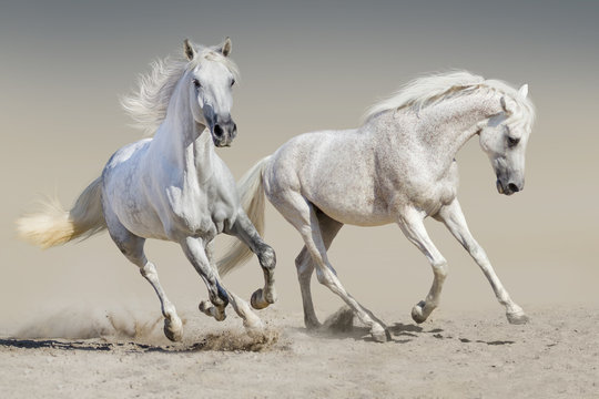 Two white horse run © callipso88