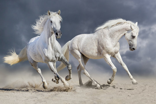 Couple of horse run against cloudy blue sky © callipso88