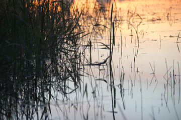 The reed in the evening. Tranquil scene.