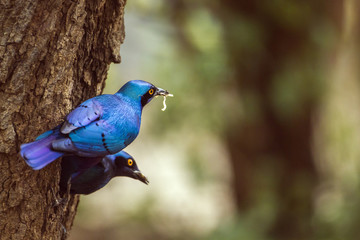Burchell's Glossy-Starling in Kruger National park, South Africa