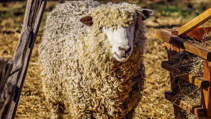 Cute sheep in Colonial Williamsburg, Virginia, USA