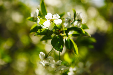 Obraz premium Flowering cherry