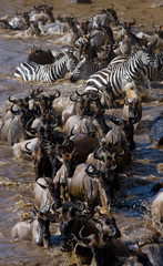 Naklejka na ściany i meble Wildebeests are crossing Mara river. Great Migration. Kenya. Tanzania. Masai Mara National Park. An excellent illustration.