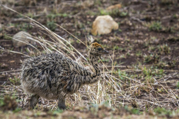 African Ostrich in Kruger National park, South Africa