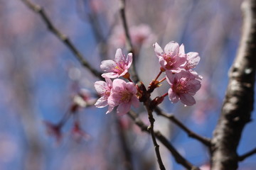 美しい桜の花