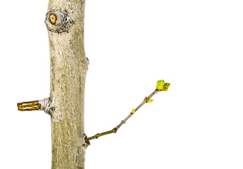 Close up of young tree branch on a white background