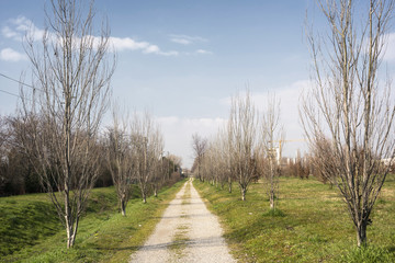 Country road in Brianza (Lombardy)