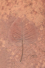 marks of leaves on the concrete