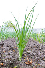 Fototapeta premium green onions in the garden