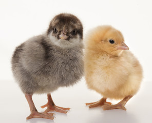 Obraz premium Small fluffy chickens