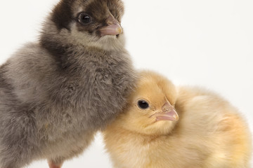 Small fluffy chickens