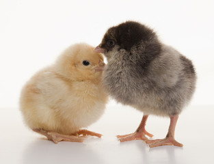 Fototapeta premium Small fluffy chickens