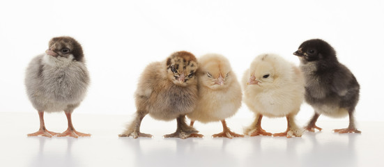 Small fluffy chickens