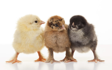 Small fluffy chickens