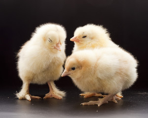 Small fluffy chickens