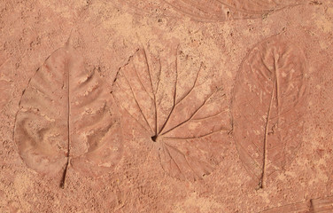 marks of leaves on the concrete