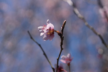 桜の花