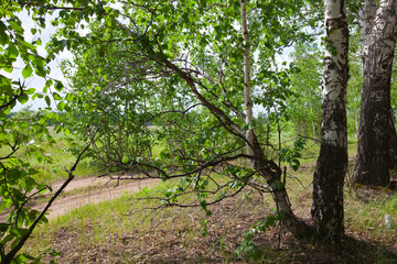 Fototapeta premium Summer in a birchwood
