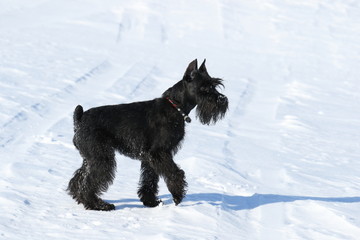 Miniature schnauzer. The dog plays on snow