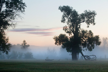Fototapeta na wymiar foggy morning in an oak grove