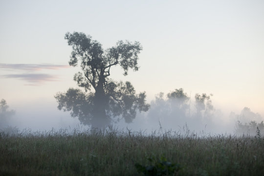 foggy morning in an oak grove