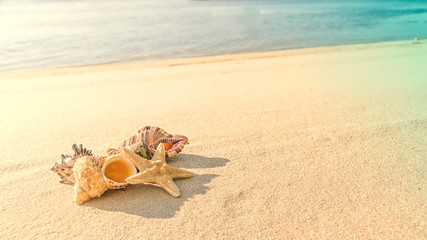 Fototapeta na wymiar cockleshells and starfish lie ashore sea