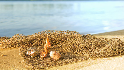 cockleshells lie on a fishing net ashore sea