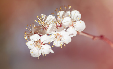 background branch with flowers of cherry