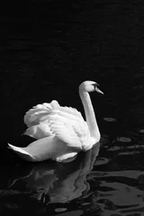 Crédence de cuisine en verre imprimé Cygne The swan back