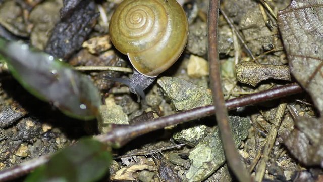 snail crawls
