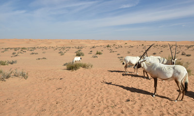 Arabische Oryx 