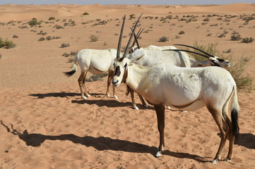 Arabische Oryx 