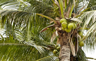 Green coconut