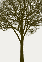 silhouette of a tree without leaves