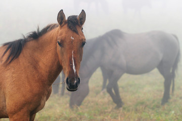 Obraz premium Horses in the mist