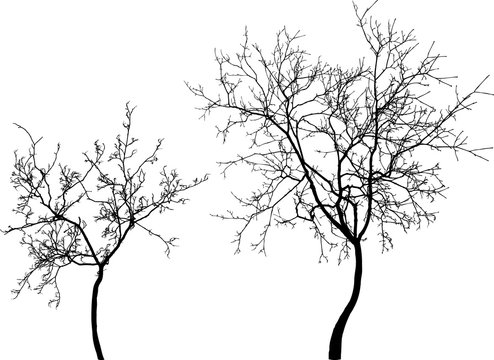 silhouettes of the young trees