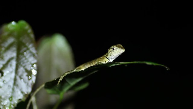 Oriental garden lizard Calotes versicolor on sheet
