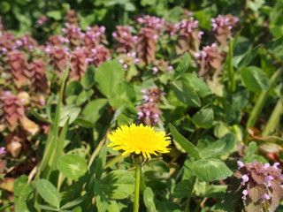 蒲公英とヒメオドリコソウ