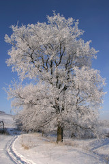 Fototapeta na wymiar beauty of winter nature