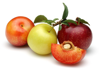 Plum