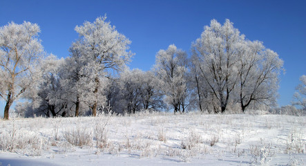 winter landscape