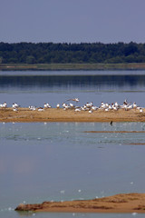 Gulls on the lake
