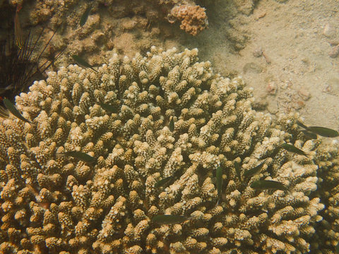 Staghorn coral, underwater