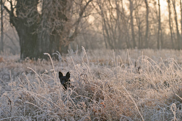 The arrival of winter